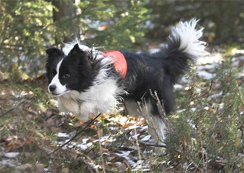 (c) Juha Lehtikangas