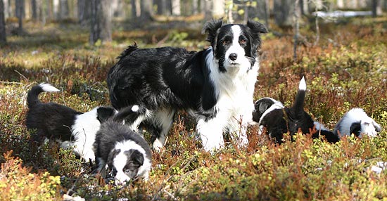 Pennut "metslenkill" ja ippkoira varulta tukena ja turvana. :o)