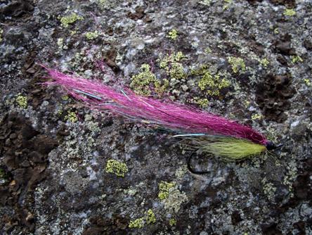 Purppura kuivilla  Kopio